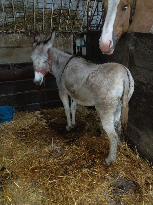 Osioł oślica dorosla