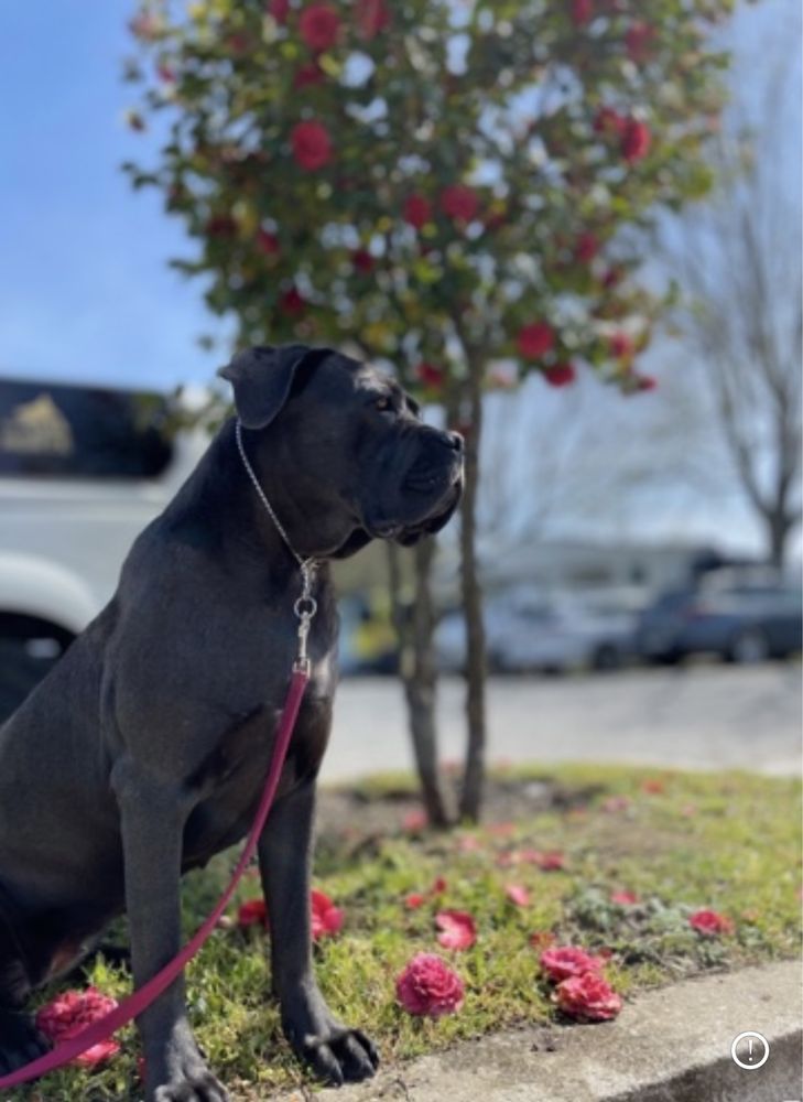 Cachorro cane corso italiano