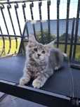 Kotka Maine Coon