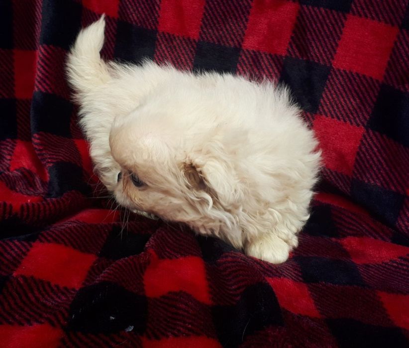 Продам цуценя пекінеса - дівчинка