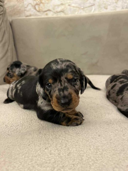 Jamnik standardowy krótkowłosy ZKwP  FCI merle / czarny podpalany