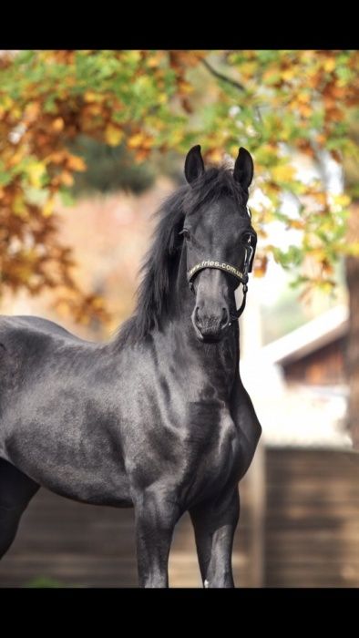 Фриз жеребята