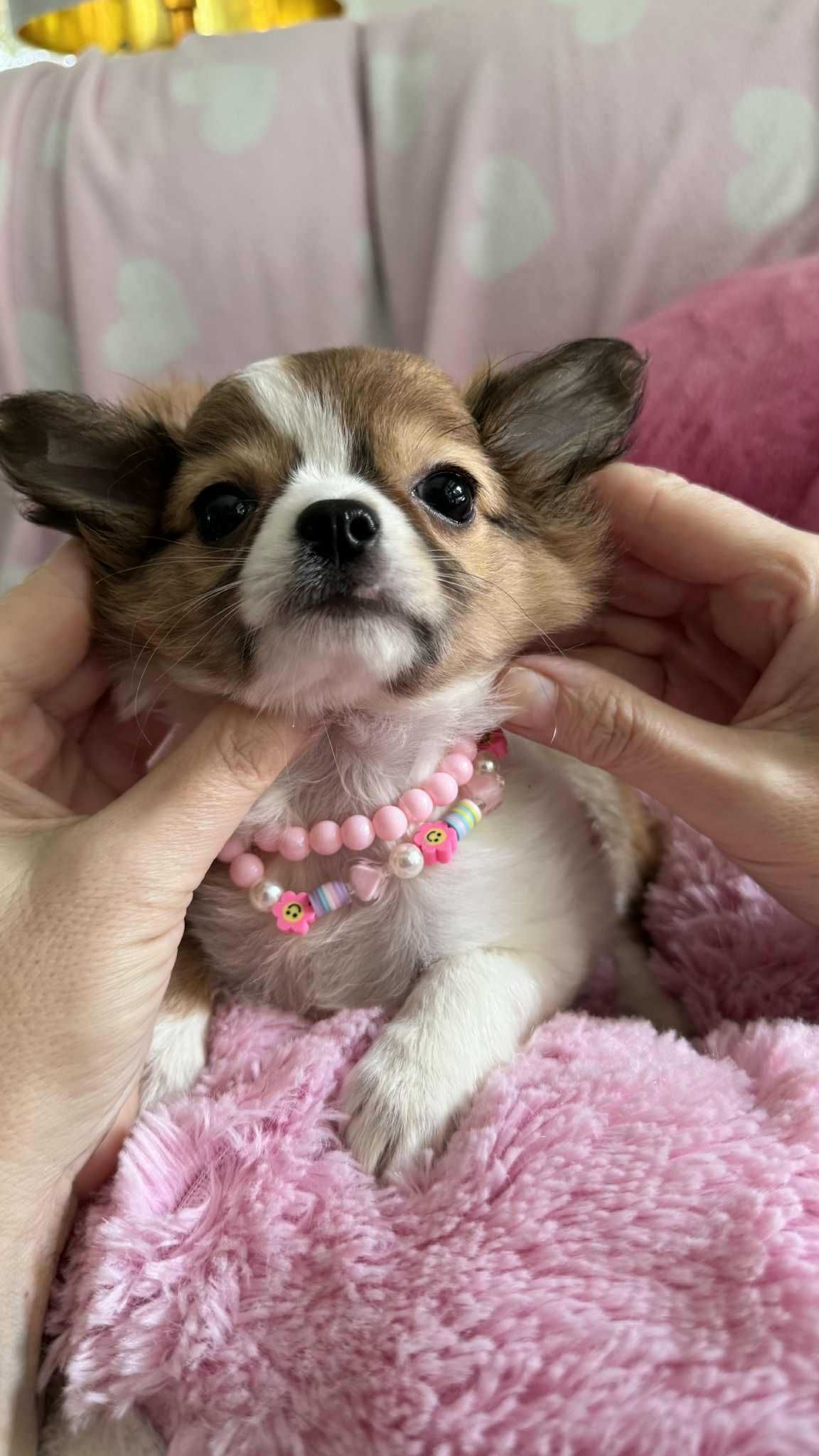 Piękna Dziewczynka Chihuahua z Rodowodem**Super Mini** do 1,6kg.
