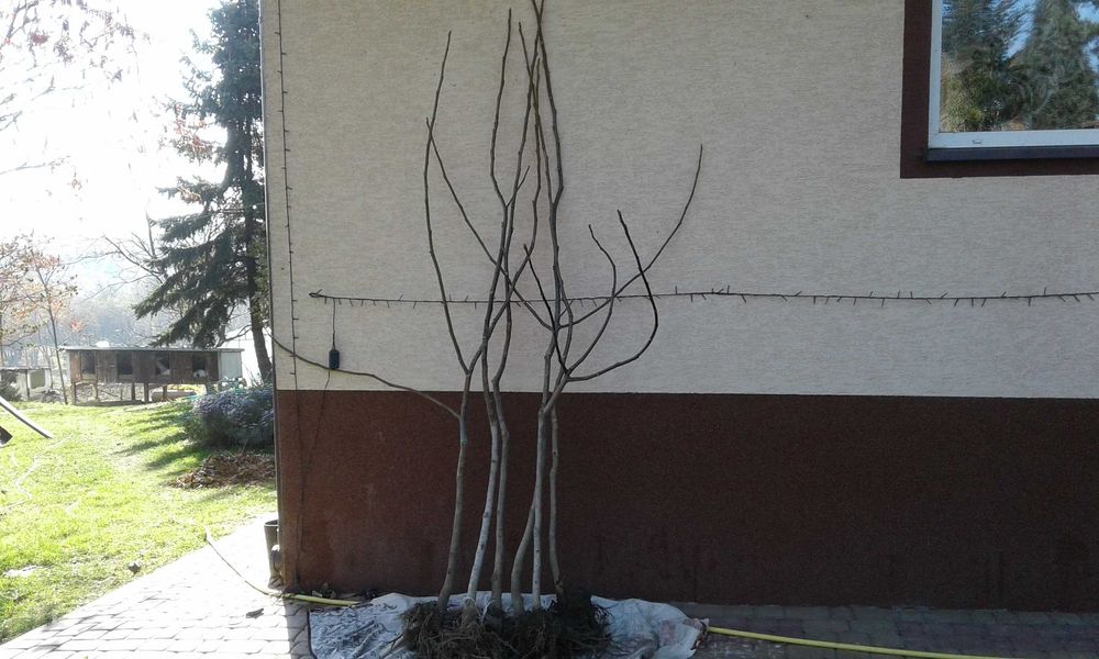 Sadzonki orzecha włoskiego