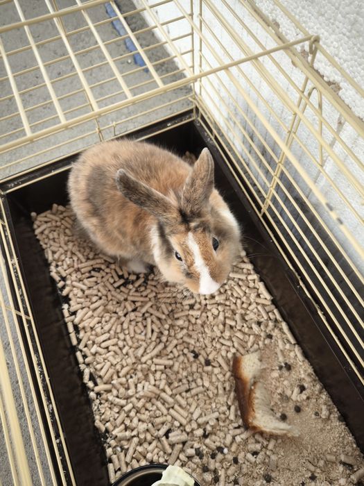 Кролик з кліткою