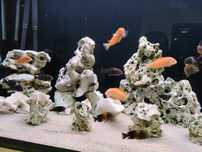 Tropheus Tanganika Dubois maswa