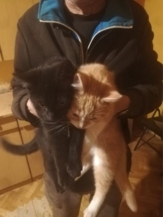Oddam koty prosze o kontakt