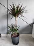 Kwiatek  Dracena