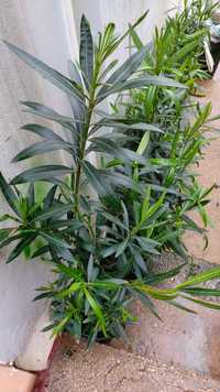 Oleandro ( N. Oleander )