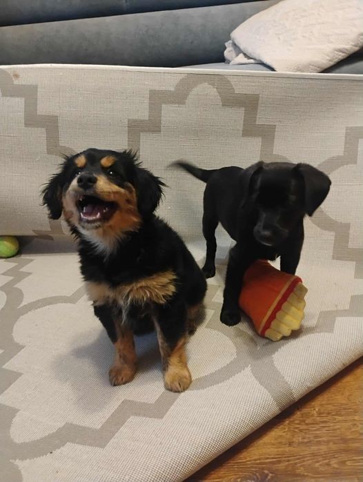 Oddam pieski za darmo