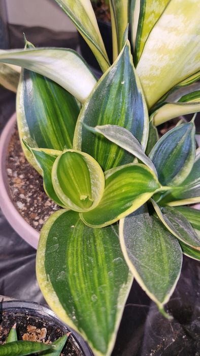 Коллекційна сансевієрія, sansevieria
