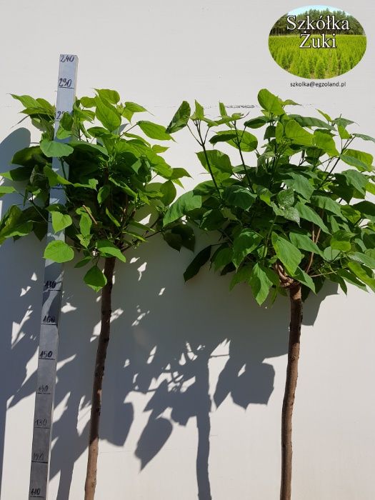 Catalpa bignonioides 'Nana' surmia bignoniowa 'Nana'