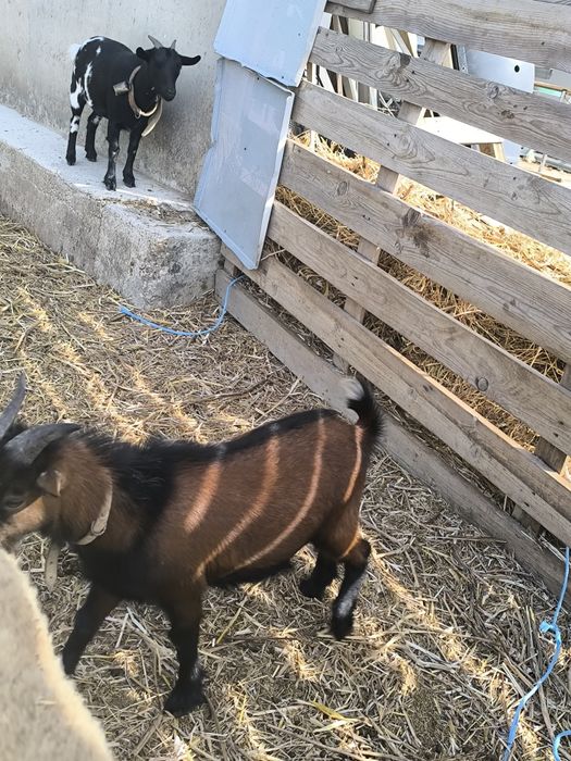 Casal cabras micro anãs