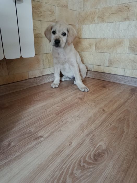 Szczeniak Labrador Retriever