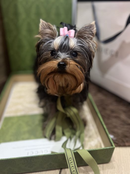 Девочка супер мини размера КСУ FCI