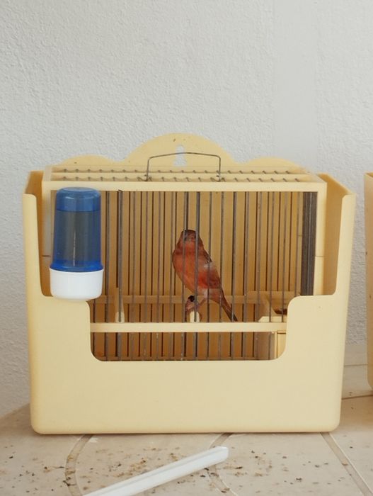 Híbridos/Mestiços de Cardinalito em mutação jaspe