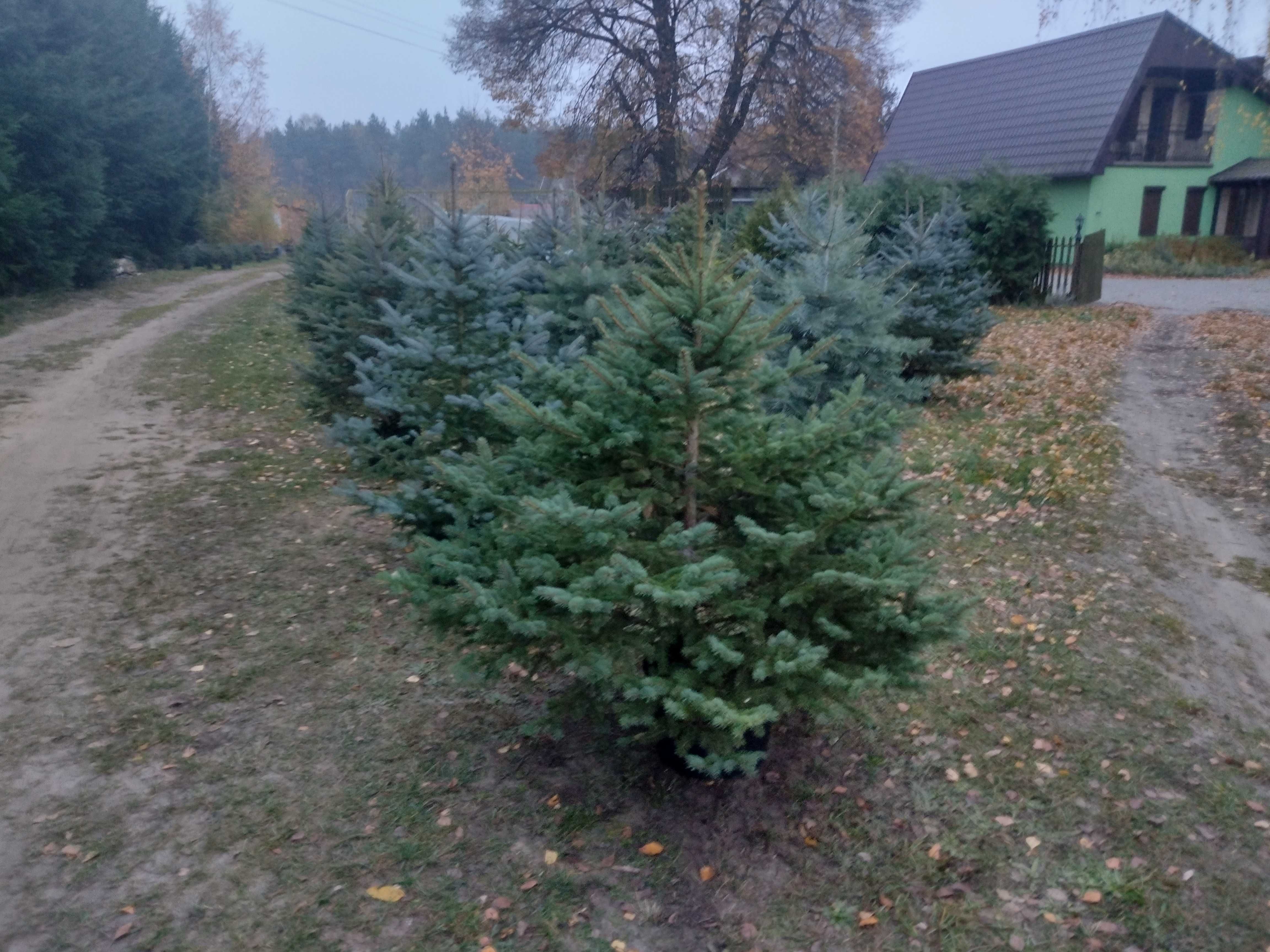 Świerk srebrny srebrzysty kłujący duży