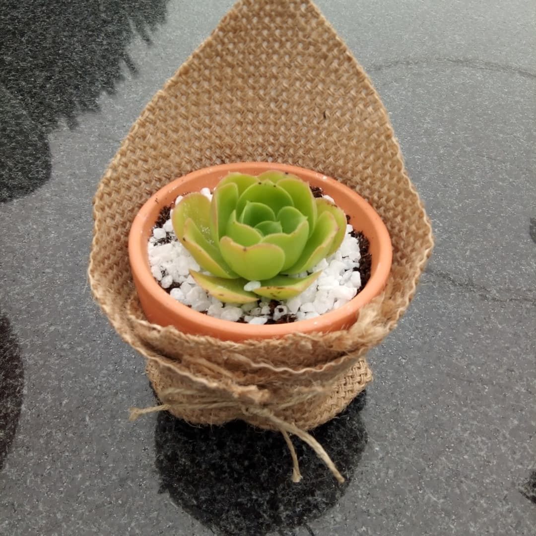 Lembranças suculentas