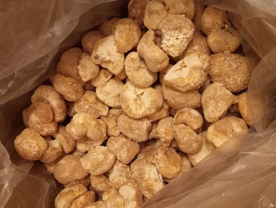 Lion's Mane, фермерський Їжовик Гребінчастий 〉Вирощений у Карпатах...