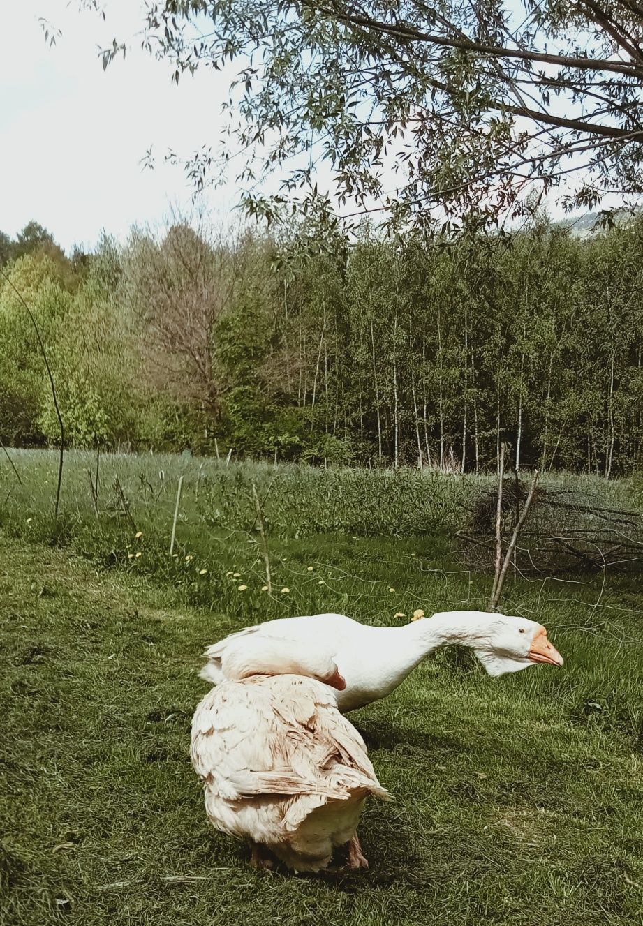 Gęsi chołmogory parę sprzedam