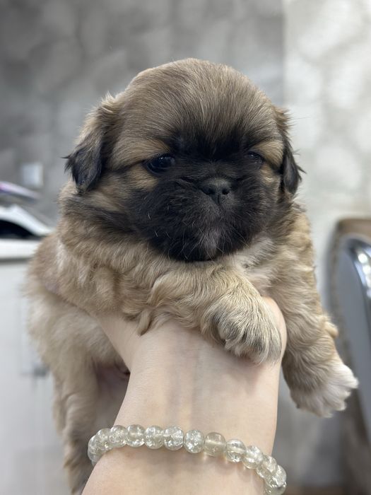 Королівські чистокровні пекінеси