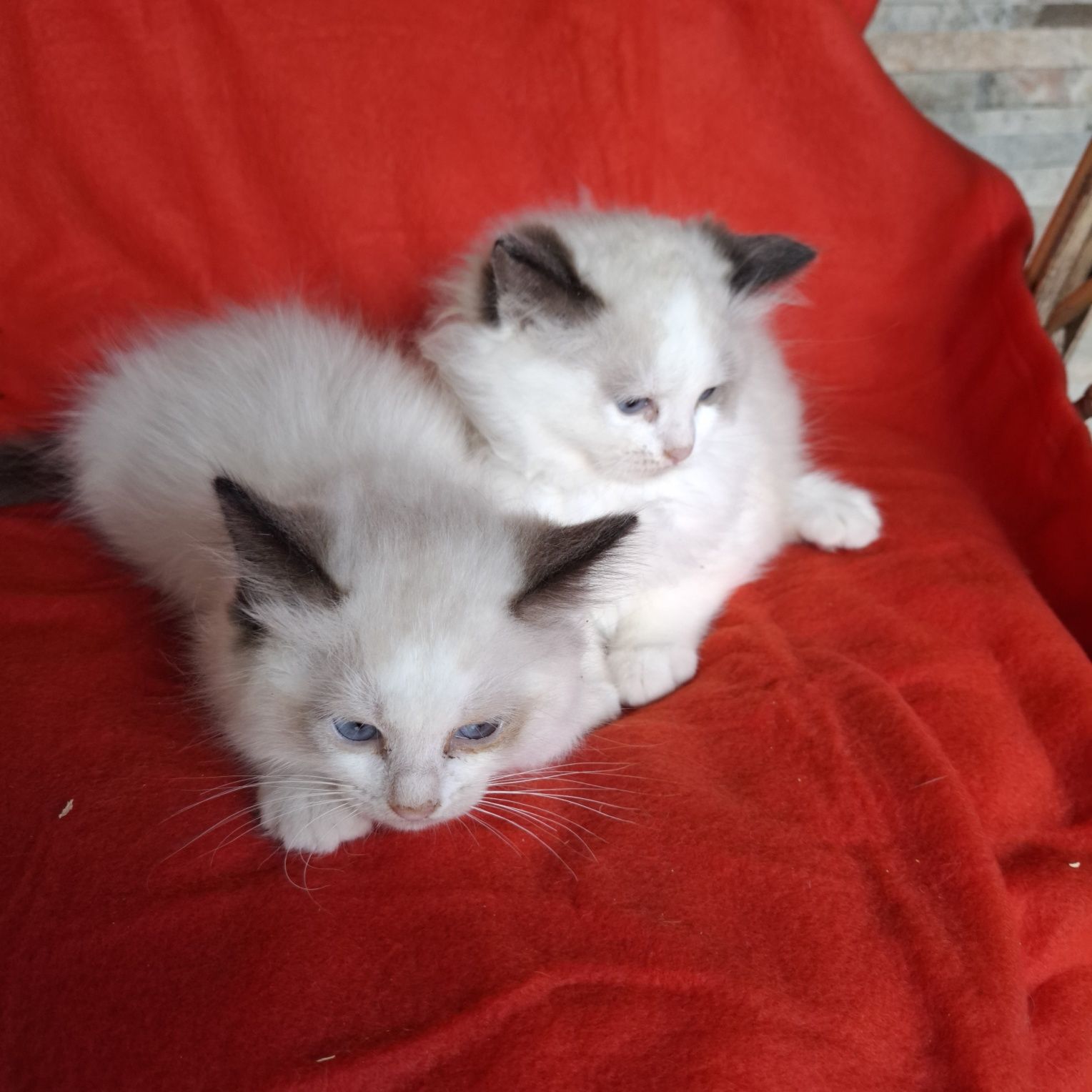 Ragdoll kotka+rodowód
