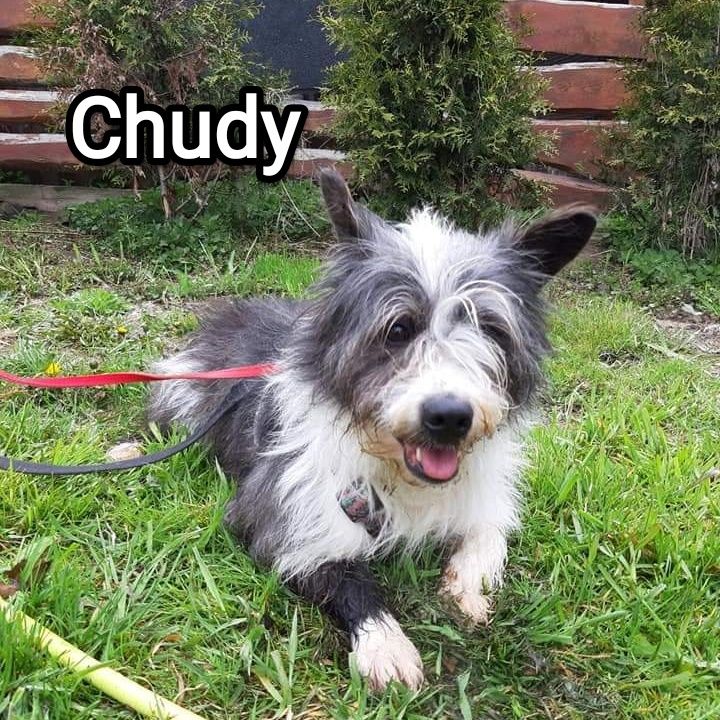 Cudowny puchatek Chudy szuka domu