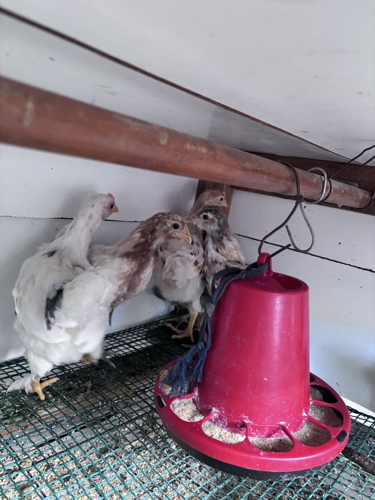 Frangas , pintos e patos