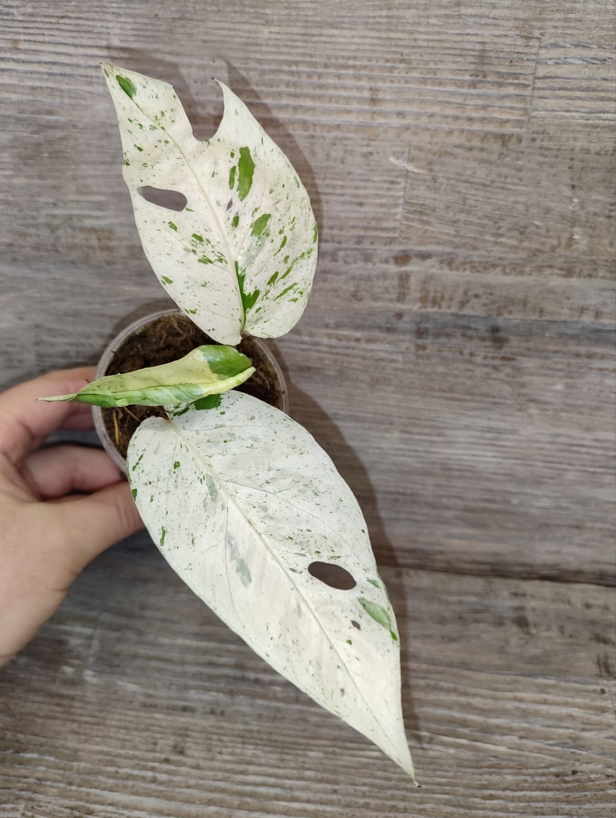 Epipremnum pinnatum marble white variegated