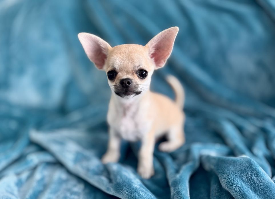 Chihuahua ZKwP chłopczyk