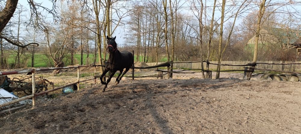 Sprzedam ogiera 3 latka