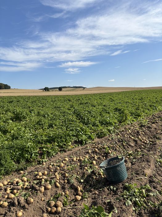 Młode Ziemniaki  odmiany Vineta