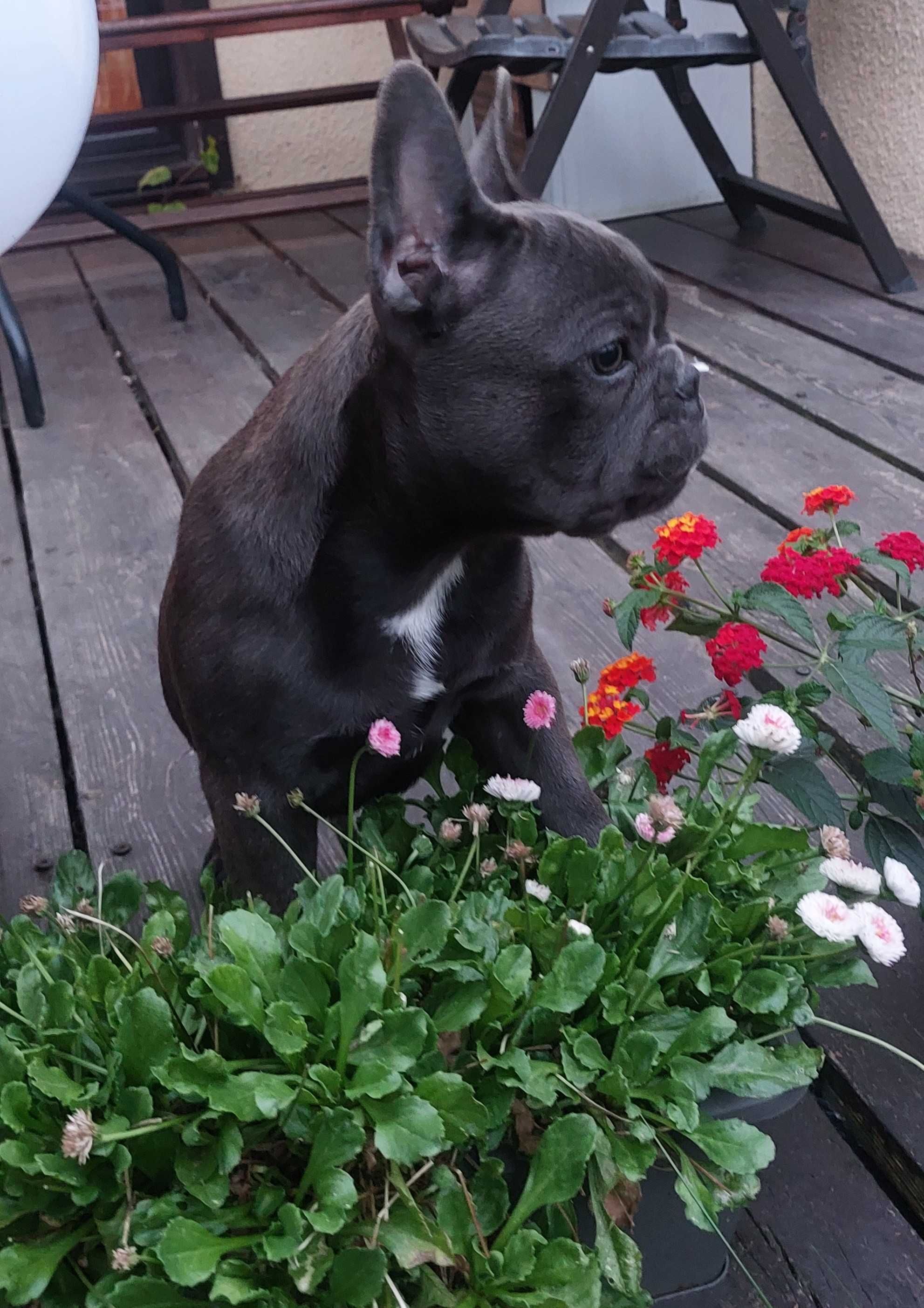 Bludog francuski BLUE niebieska SUNIA