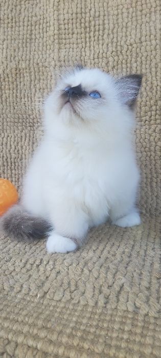 Gato sagrado dá Birmânia