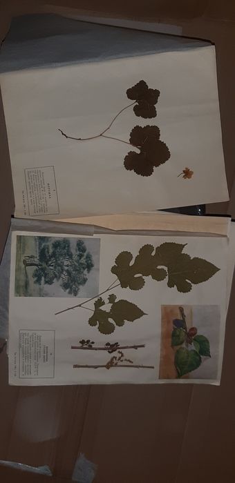 Гербарий Фабричный