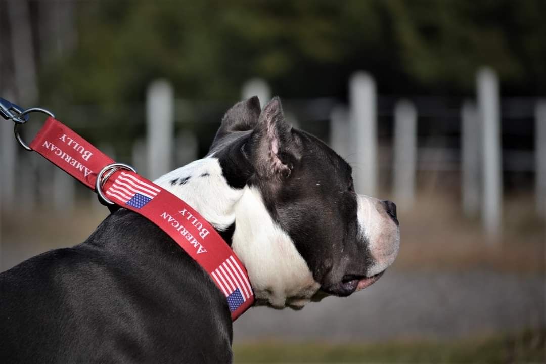 Amstaff piękne obroże