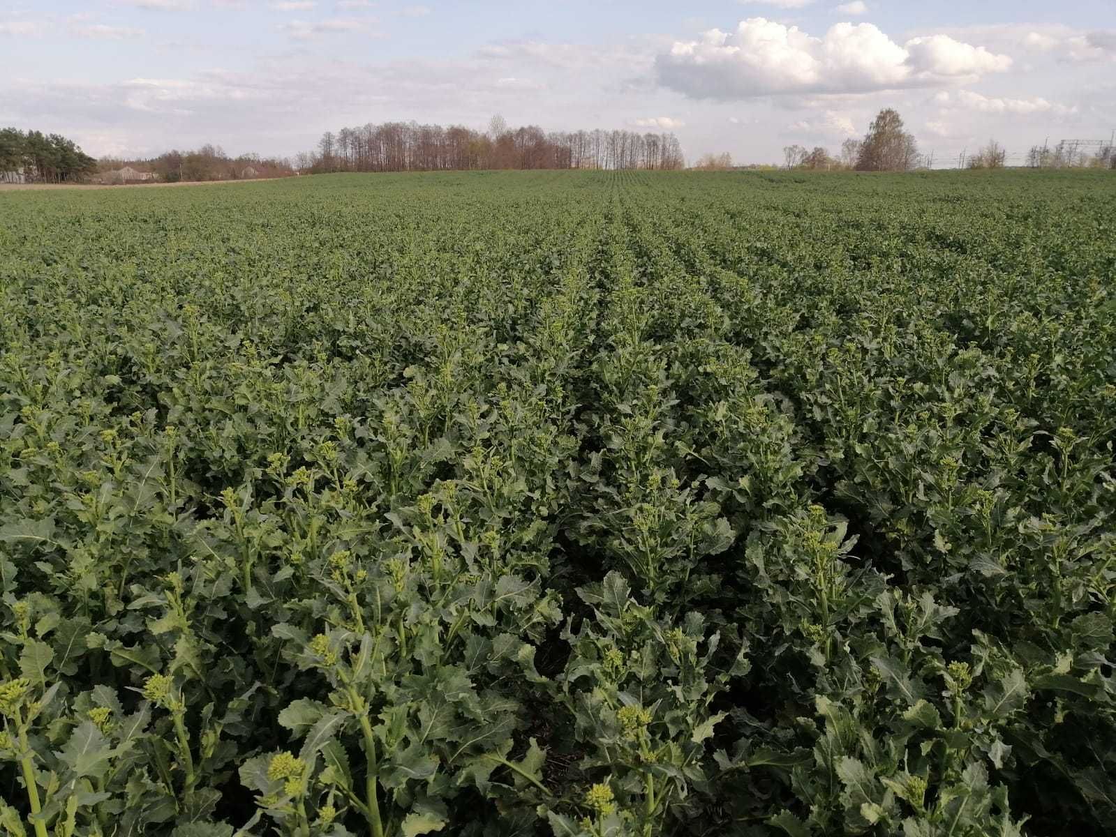 Siew Pasowy StripTill Claas Mzuri 4T Usługi Amazone  Mulczer Tempo