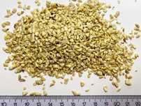 Nerkowce surowe kostka 10 kg naturalne Wietnam orzechy nerkowca
