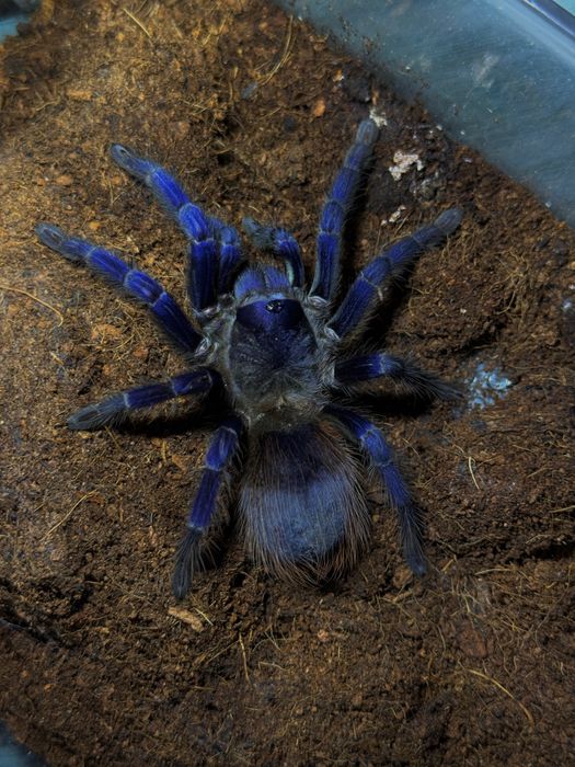 Lasiocyano (ex. Pterinopelma) sazimai 5DC Samica