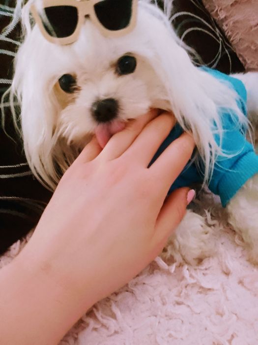 Rezerwacja maltańczyk mini Korea