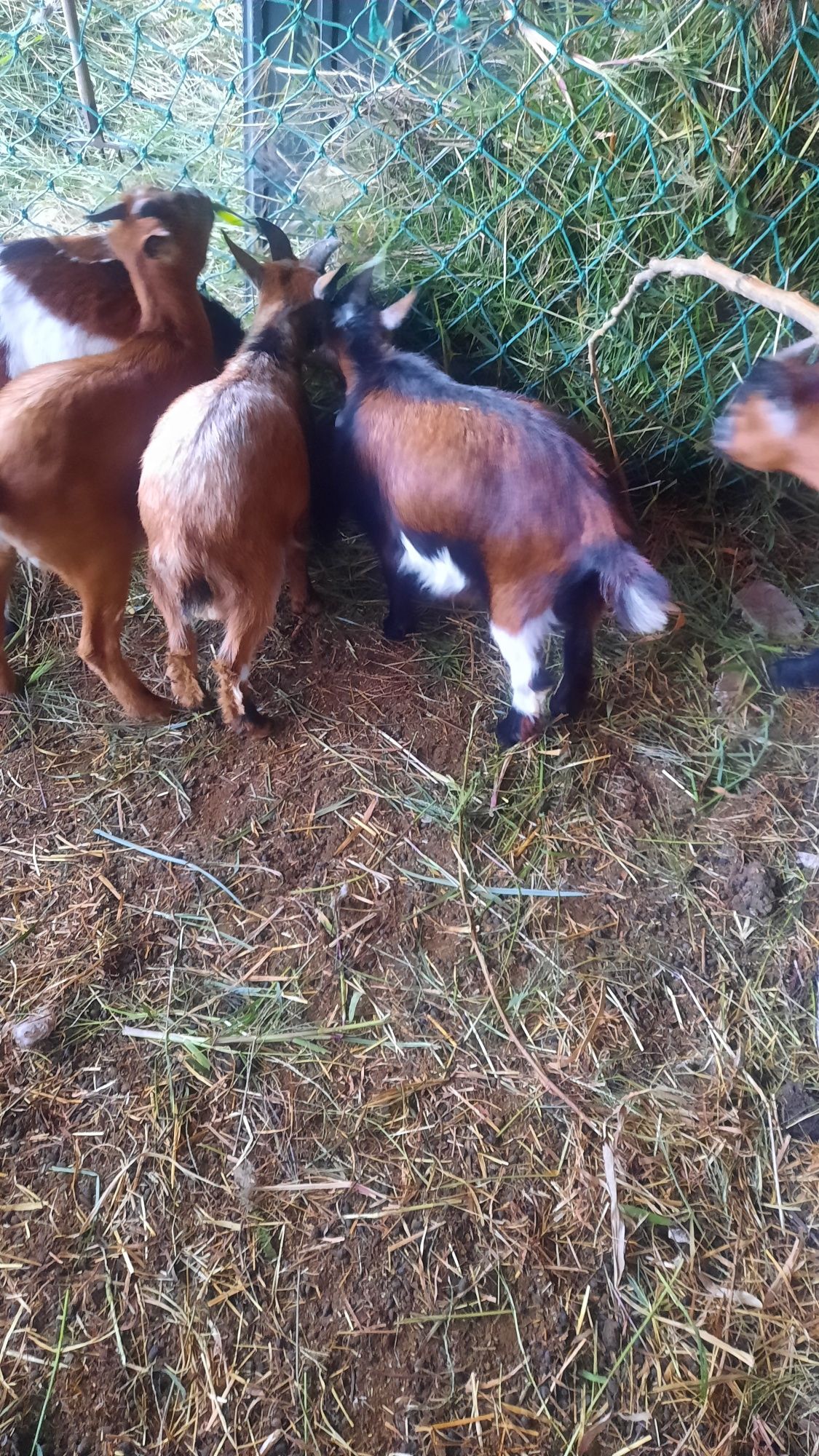 Cabras anas novas