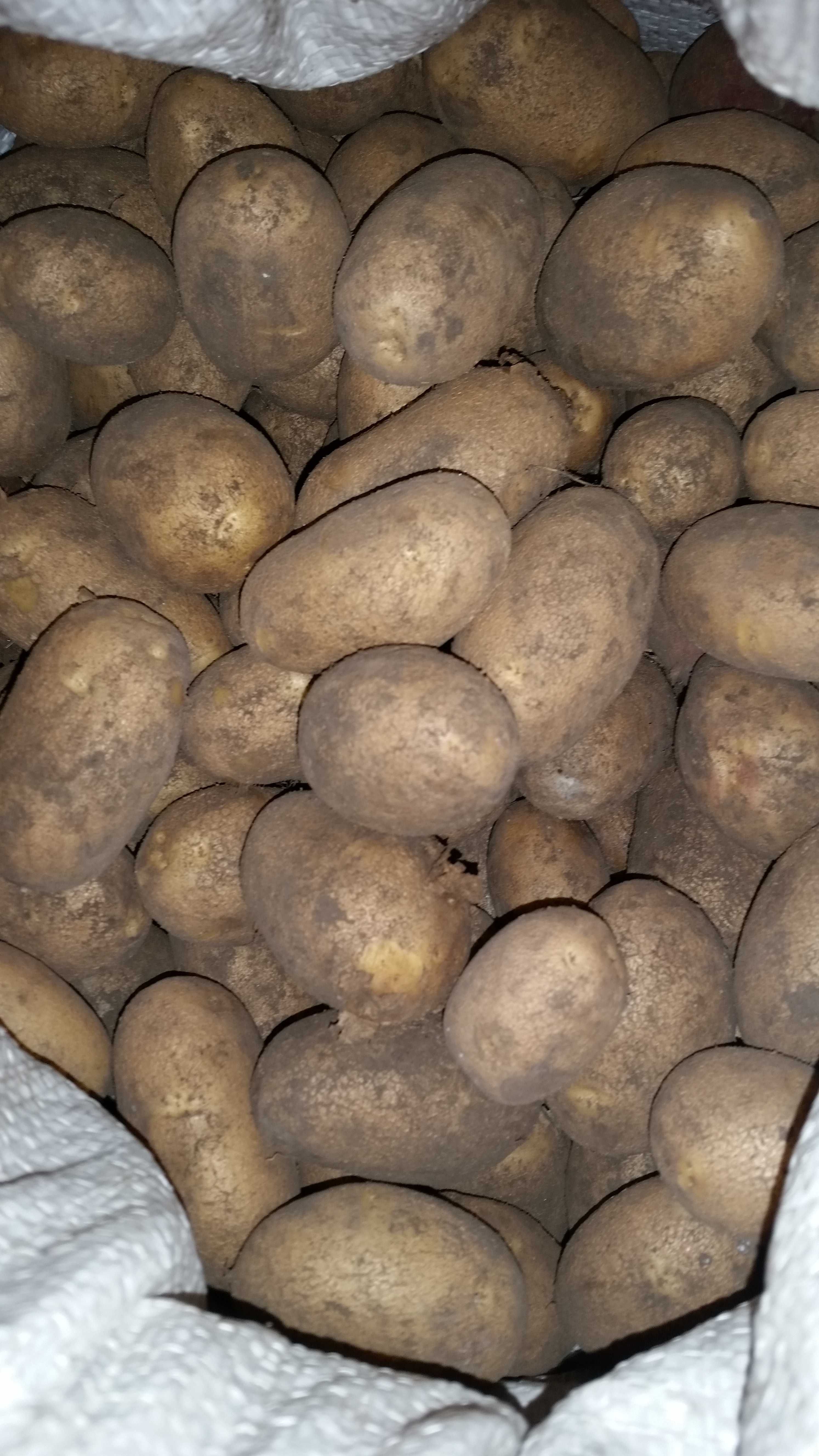 Посадкова ( насіннева)  картопля  13 грн.
