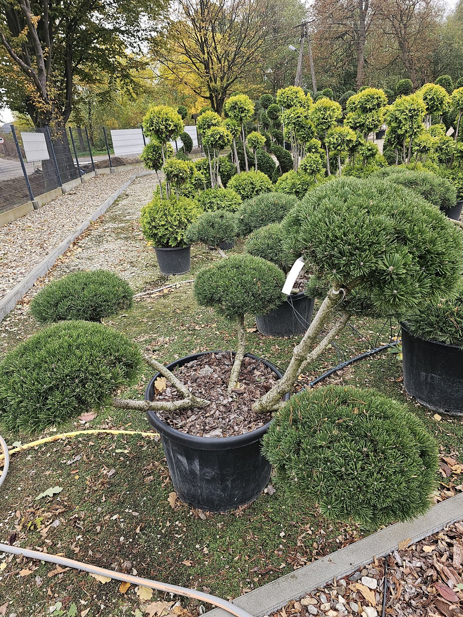 Sosna kosodrzewina Bonsai, Niwaki