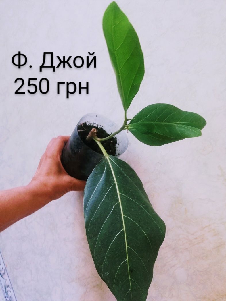 Фикусы Альтиссима Тигр Джой Одри