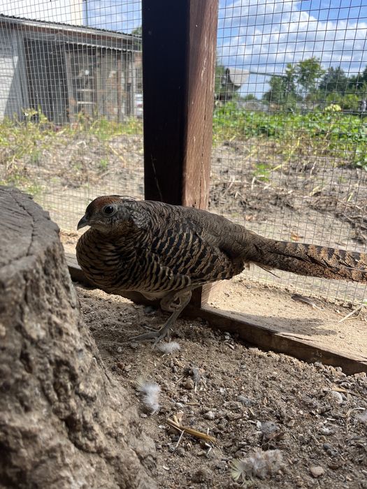 bażant diamentowy kura