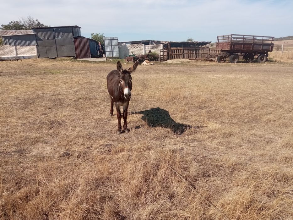 Продам ослика возрост 5 лет ручной