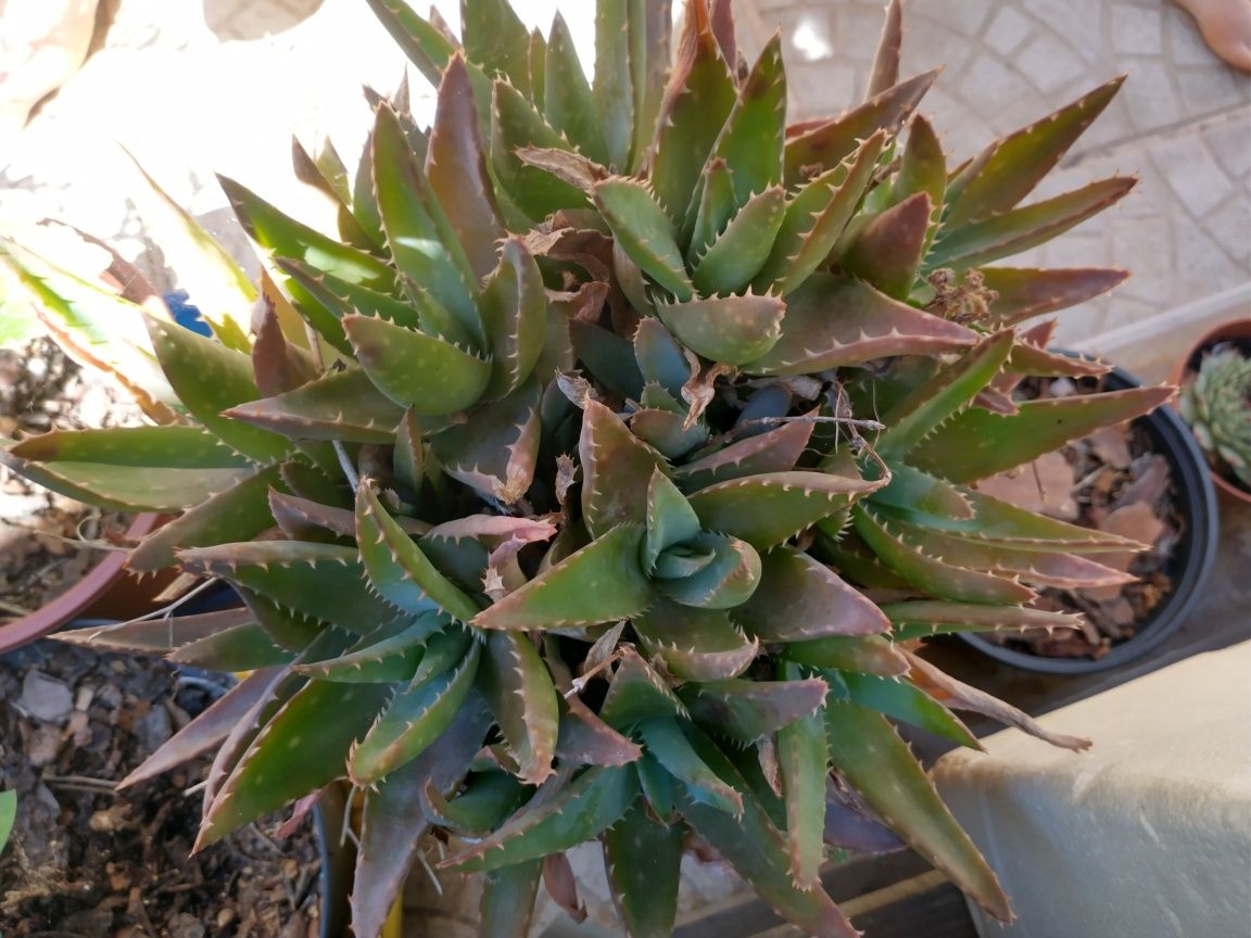 Aloe vera planta biologica