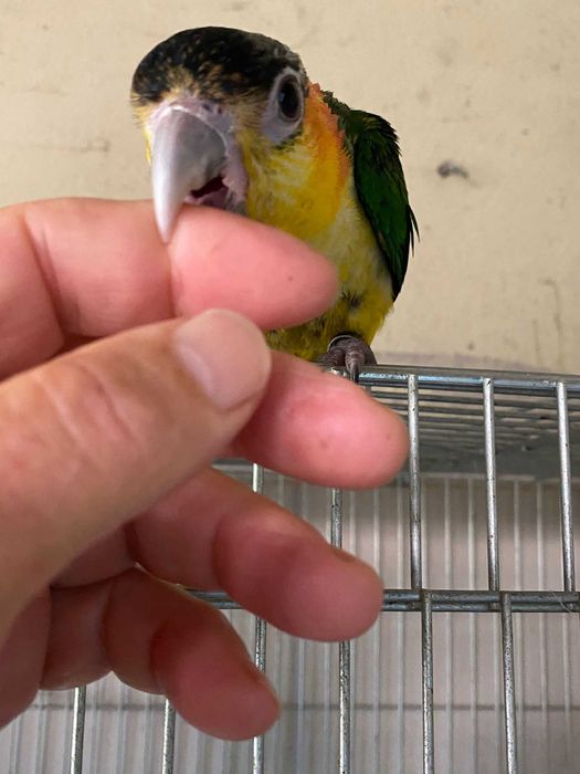 Vendo Marianinha domesticada muito dócil e meiga