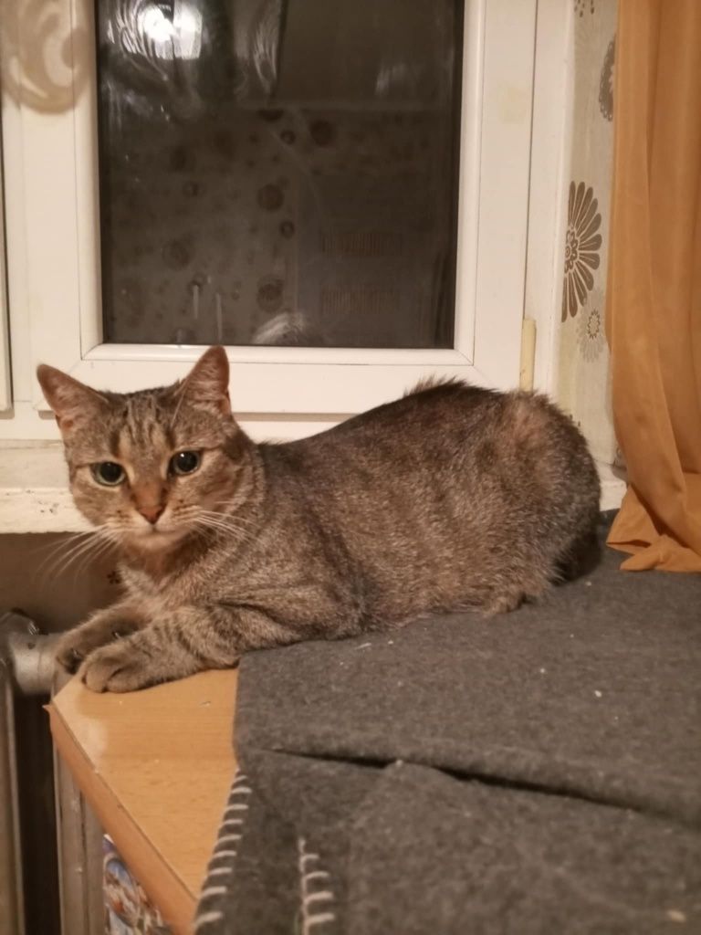 Koko mega przytulas kotka do adopcji!