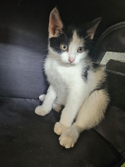 Kocurek Solve do adopcji.